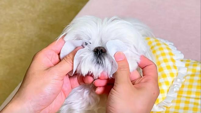 ：狗比人吃得都好父亲在家给办烟花秀不朽情缘圆山庄千金晒日常羡煞网友(图4)